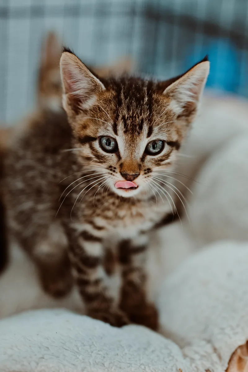 A young medium-sized male Tabby (Brown / Chocolate) Domestic Short Hair cat named Ferrari for adoption in Le Mars, IA