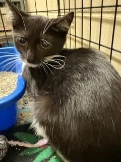 A baby medium-sized female Black & White / Tuxedo Domestic Short Hair cat named Maize for adoption in Mason City, IA