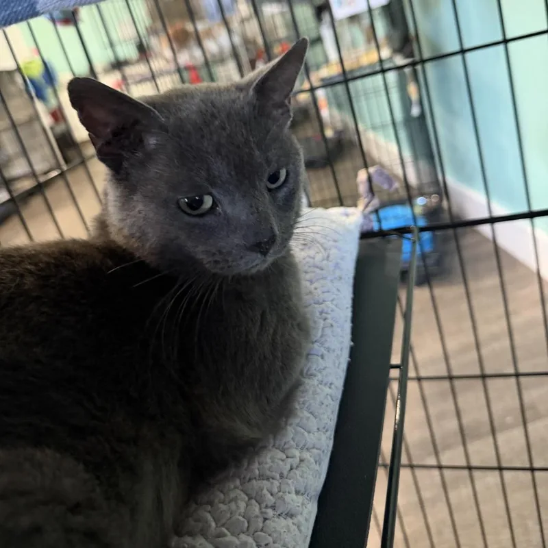 An adult medium-sized male Domestic Short Hair cat named Jeff for adoption in Marion, VA