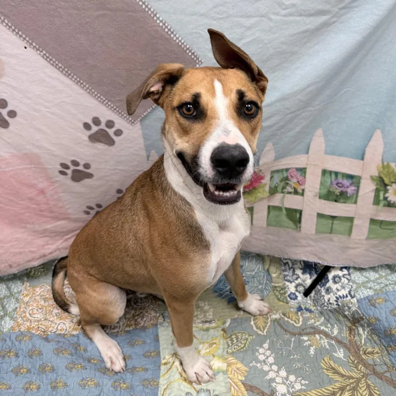 A young large-sized male Brown / Chocolate Shepherd dog named Charlie for adoption in Henderson, NV