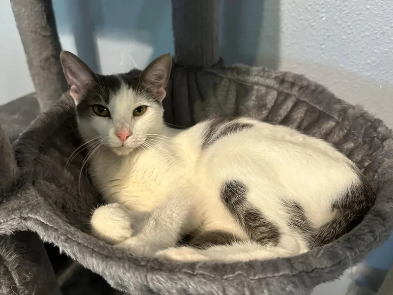 An adult medium-sized female Tuxedo cat named Cotton Candy for adoption in MONTGOMERY, TX