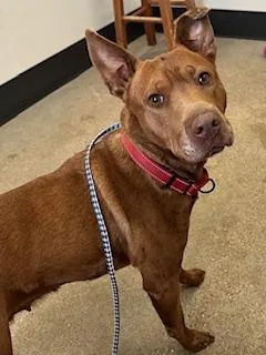 A senior medium-sized female Brown / Chocolate Pit Bull Terrier dog named Eden for adoption in Cleveland, OH