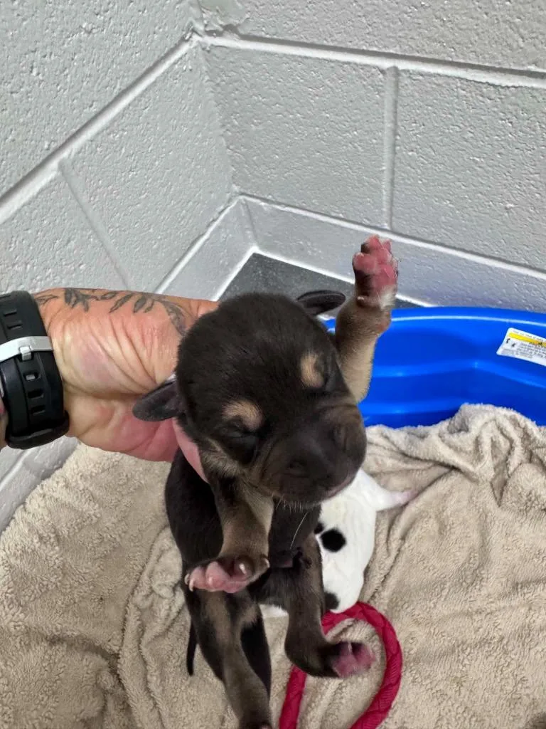 A baby medium-sized male Labrador Retriever dog named Mathers for adoption in East Ridge, TN