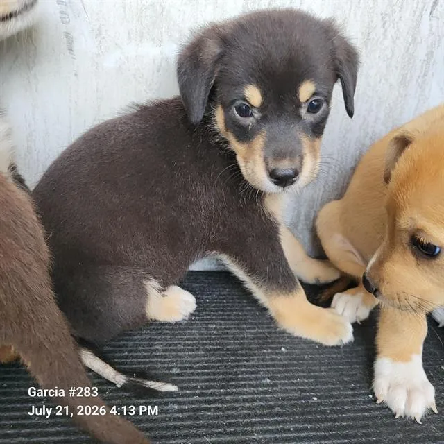 A baby small-sized male Terrier dog named Ballie for adoption in San Antonio, TX