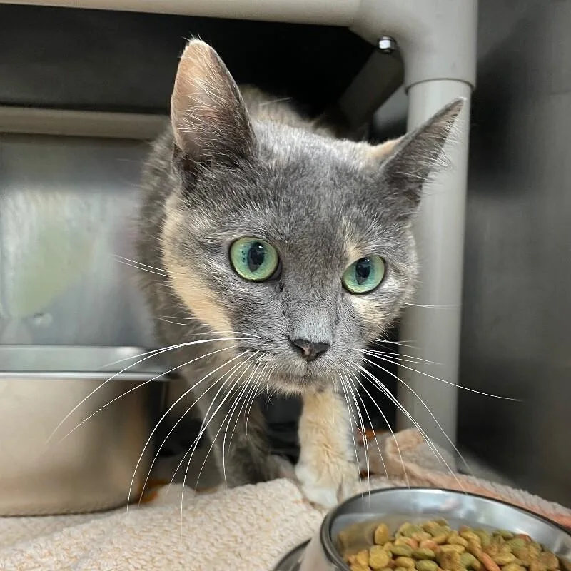 A senior medium-sized female Domestic Short Hair cat named Grey for adoption in Roanoke, VA