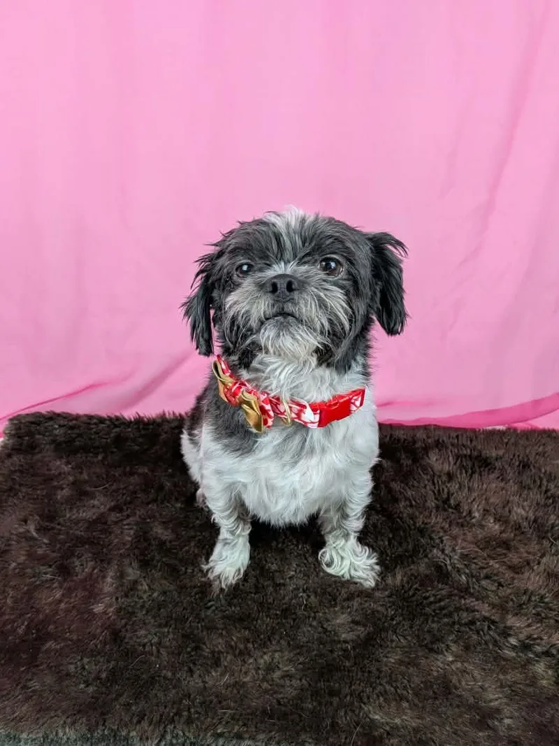 A young small-sized female Black Shih Tzu dog named Brie for adoption in Round Rock, TX