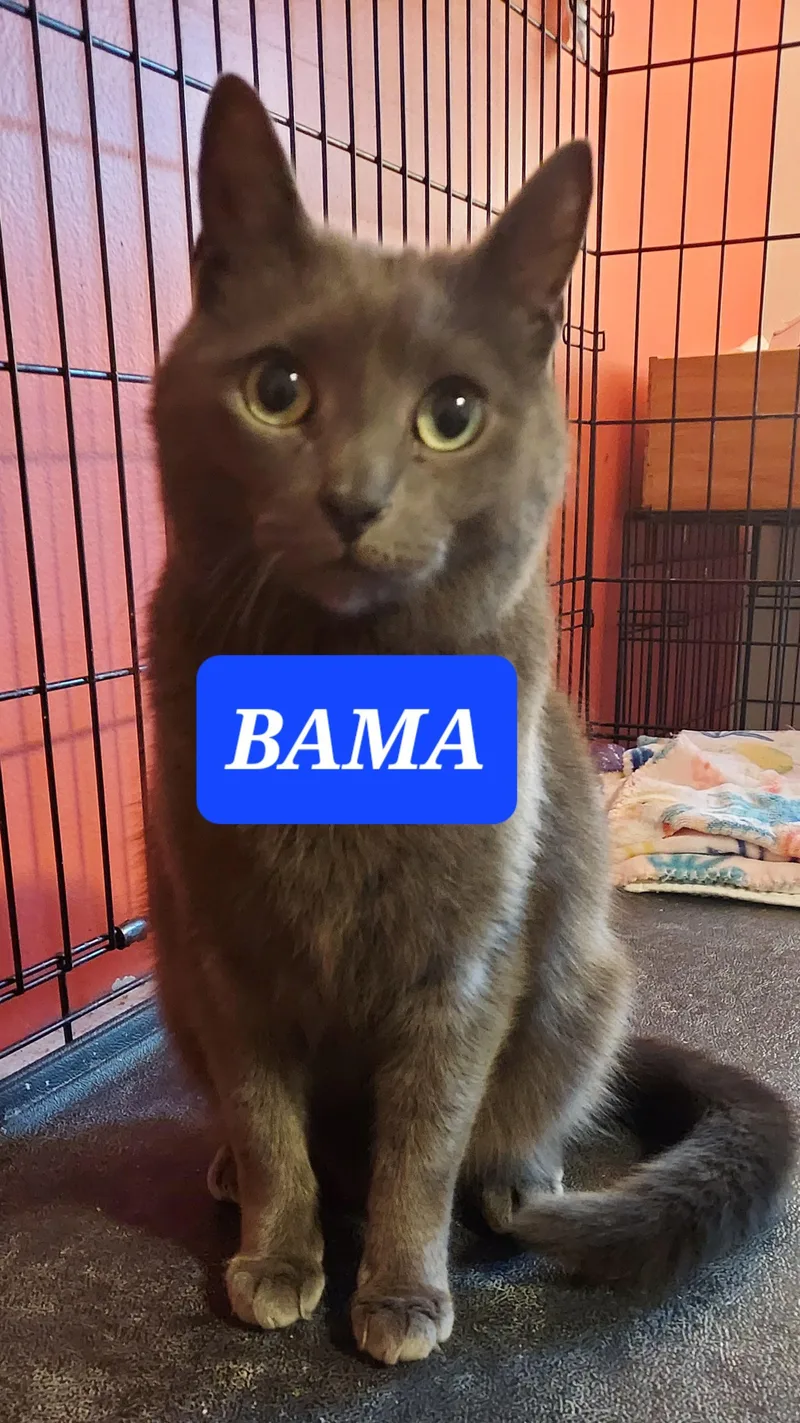 Bama thumbnail 2