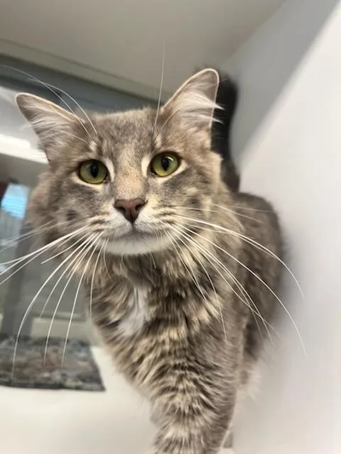 A young medium-sized male Tabby (Gray / Blue / Silver) Domestic Medium Hair cat named Troy for adoption in Manassas, VA