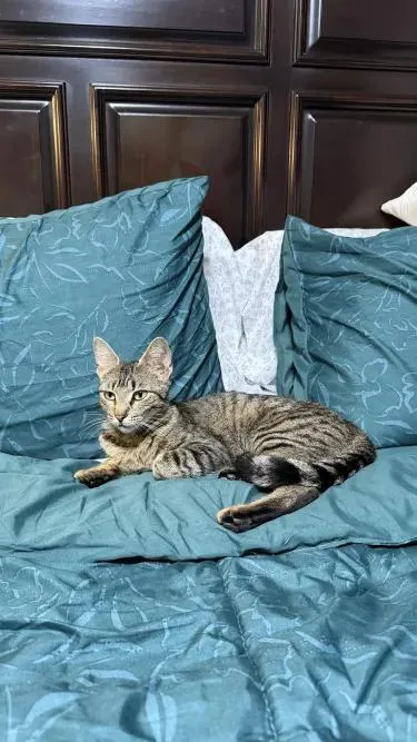 A baby medium-sized female Tabby (Brown / Chocolate) Tabby cat named Isabella for adoption in Pearland, TX