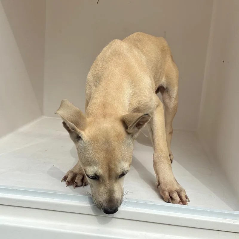 A baby small-sized female Yellow / Tan / Blond / Fawn Mixed Breed dog named Snowball for adoption in Chattanooga, TN