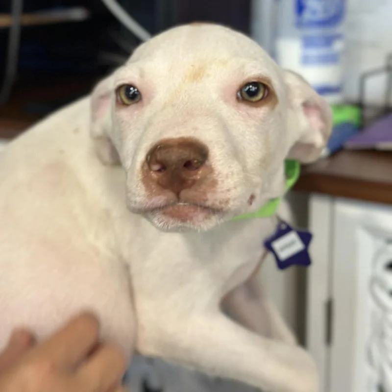 A baby medium-sized male Mixed Breed dog named Kit Kat for adoption in San Francisco, CA