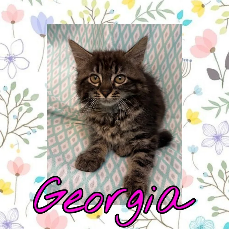 A baby small-sized female Gray / Blue / Silver Domestic Long Hair cat named Georgia for adoption in Royse City, TX