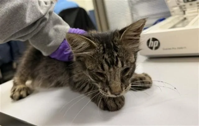 A baby small-sized male Domestic Medium Hair cat named Tiko for adoption in Miami, FL