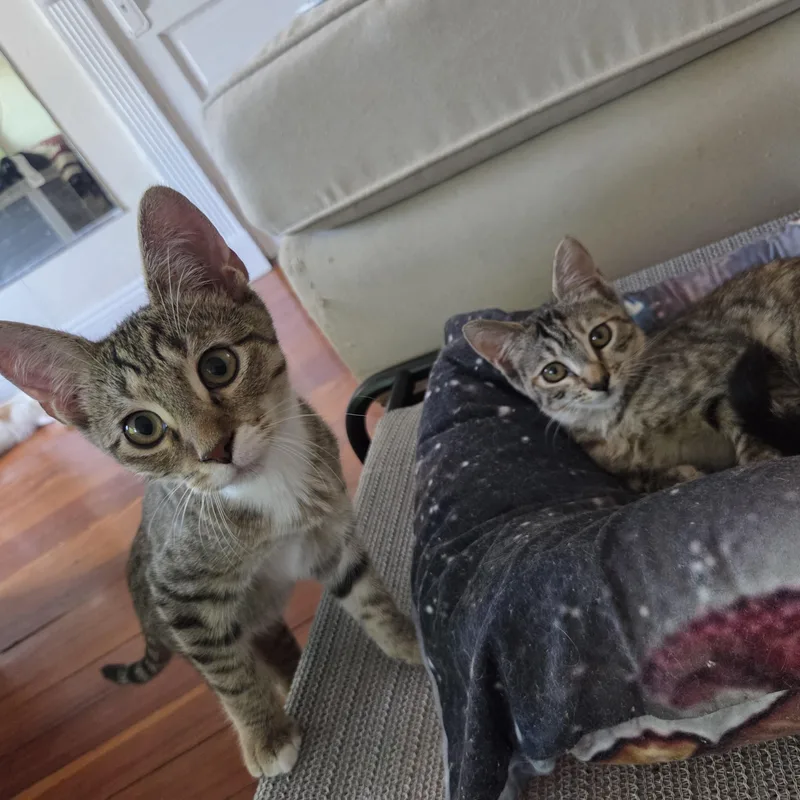 A baby small-sized female Torbie cat named Eleanor and Simon for adoption in Melrose, MA