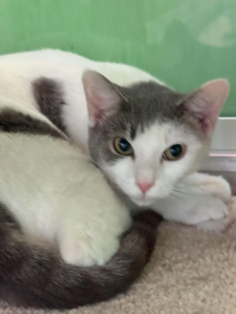 An adult medium-sized female Gray & White American Shorthair cat named Juliet for adoption in Barboursville, WV