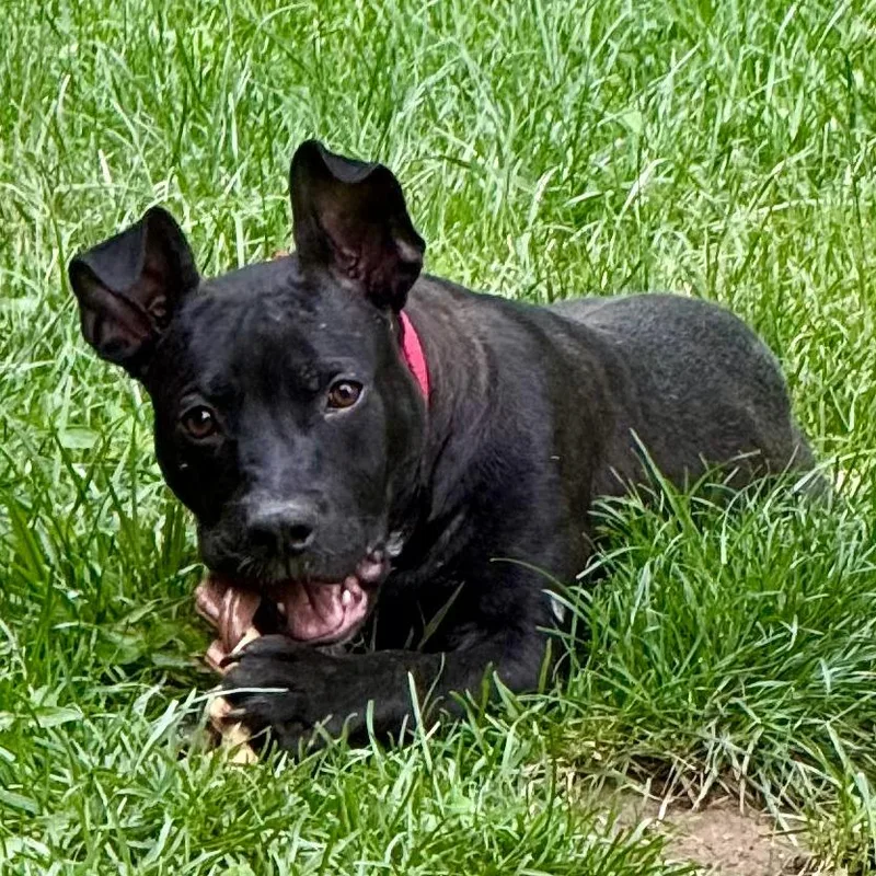 A young medium-sized female Black Mixed Breed dog named Matilda Woodworm for adoption in Cincinnati, OH
