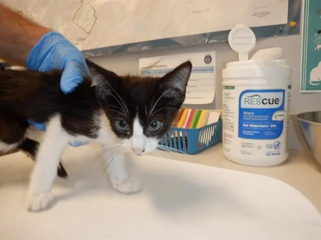 A baby small-sized male Domestic Short Hair cat named Domino for adoption in San Jose, CA