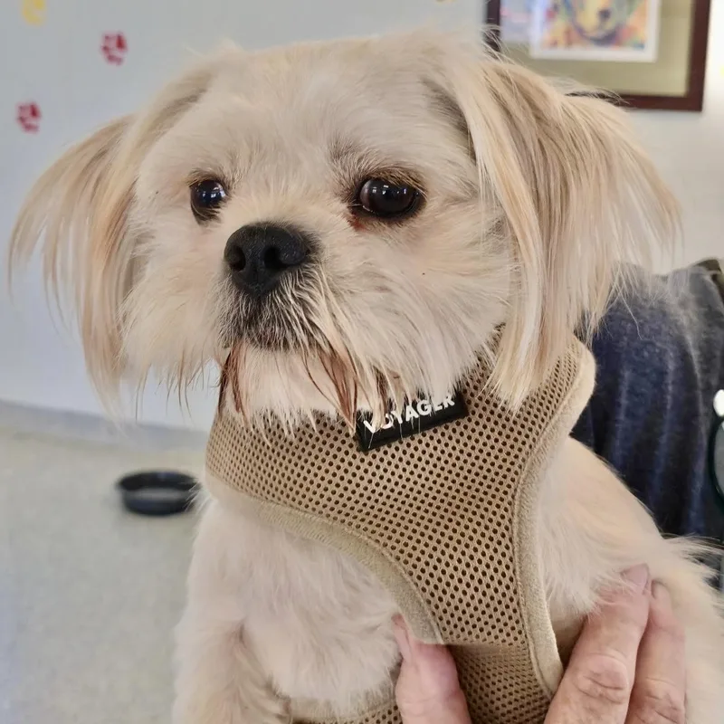 A young small-sized male Shih Tzu dog named Pineapple Turner for adoption in Plano, TX