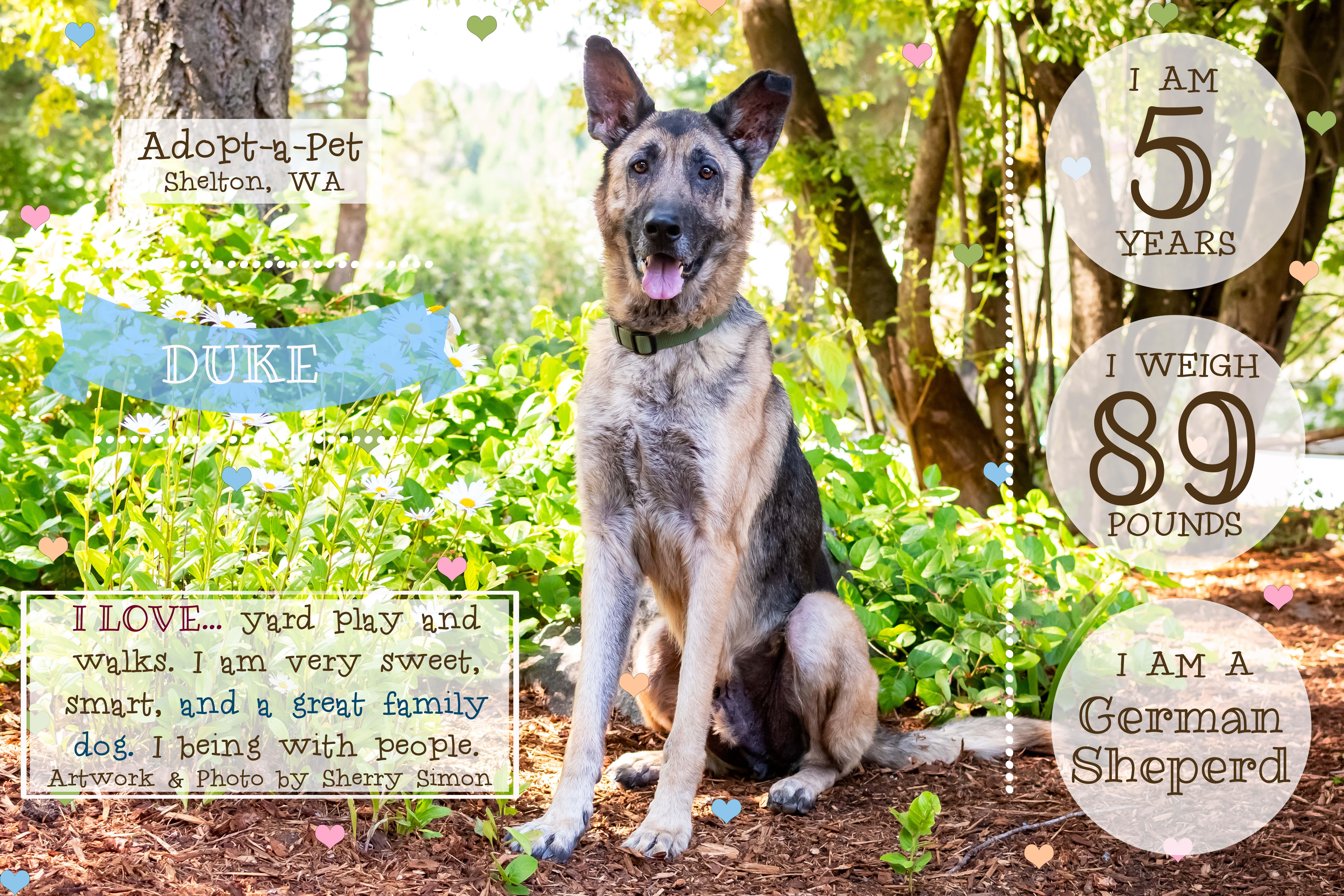 An adult large-sized male Tricolor (Brown, Black, & White) German Shepherd Dog dog named Duke for adoption in Shelton, WA