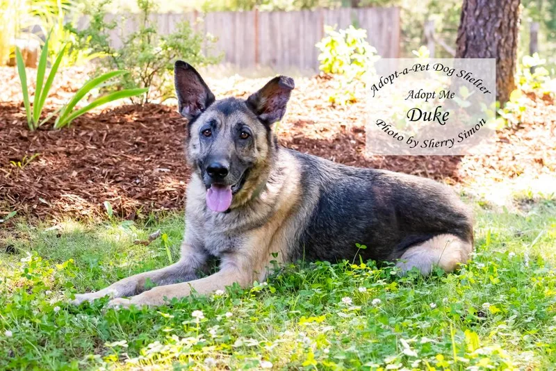 Duke thumbnail 3