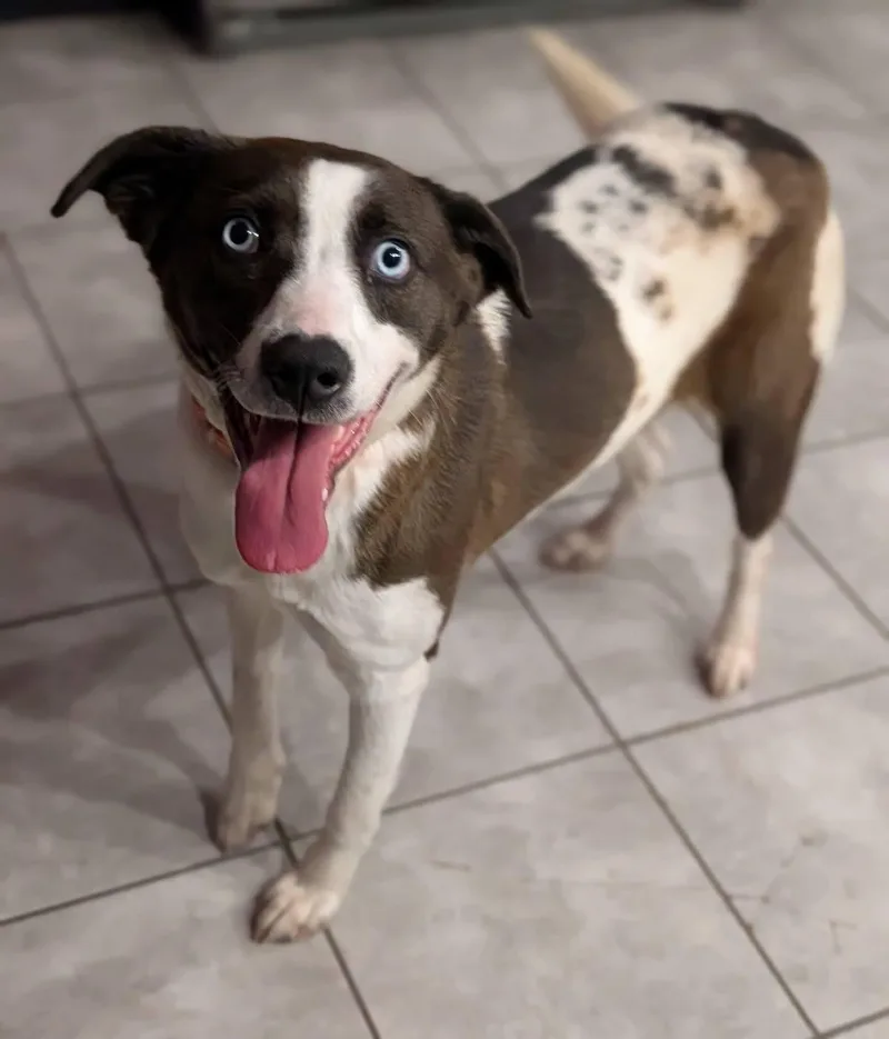 A young medium-sized female Brown / Chocolate Border Collie dog named Lainey for adoption in Grand Rapids, MI