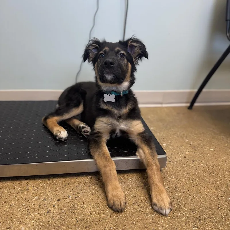 A baby small-sized male Black Mixed Breed dog named Louis Vuitton for adoption in Skokie, IL