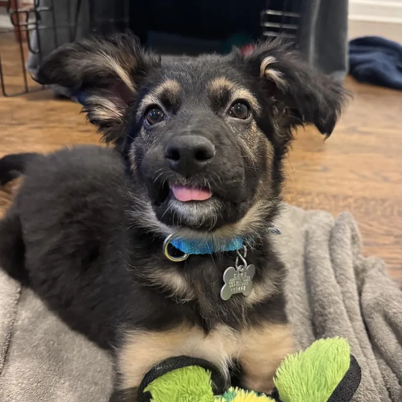 Louis Vuitton thumbnail 2