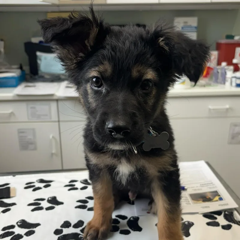 Louis Vuitton thumbnail 3