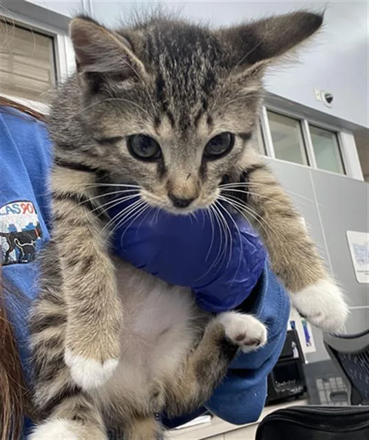 A baby medium-sized male Domestic Short Hair cat named Tiger for adoption in Dallas, TX