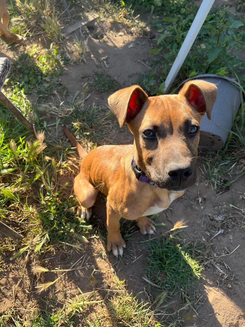 A baby small-sized male Black Mouth Cur dog named Wilbur for adoption in Los Angeles, CA