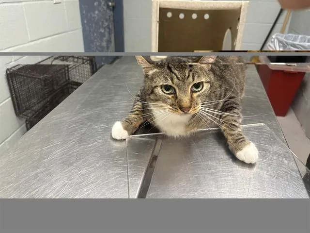 An adult large-sized male Domestic Short Hair cat named Nugget for adoption in Augusta, GA