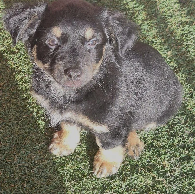 A young small-sized female Bicolor Chihuahua dog named Petunia for adoption in Carrollton, TX