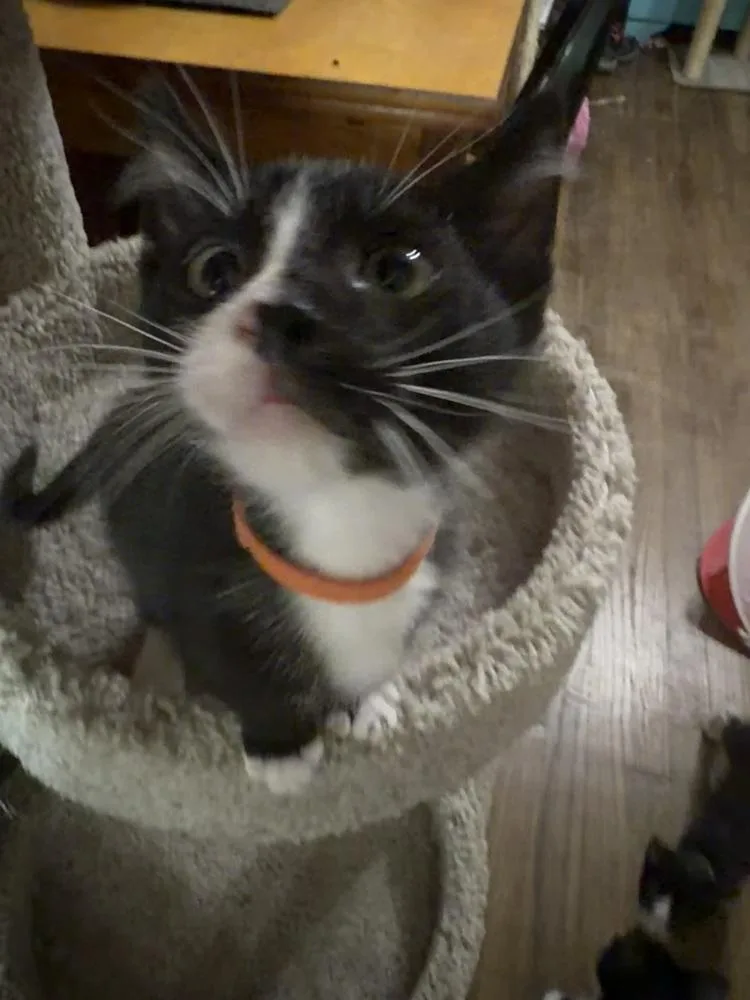 Butch thumbnail 6