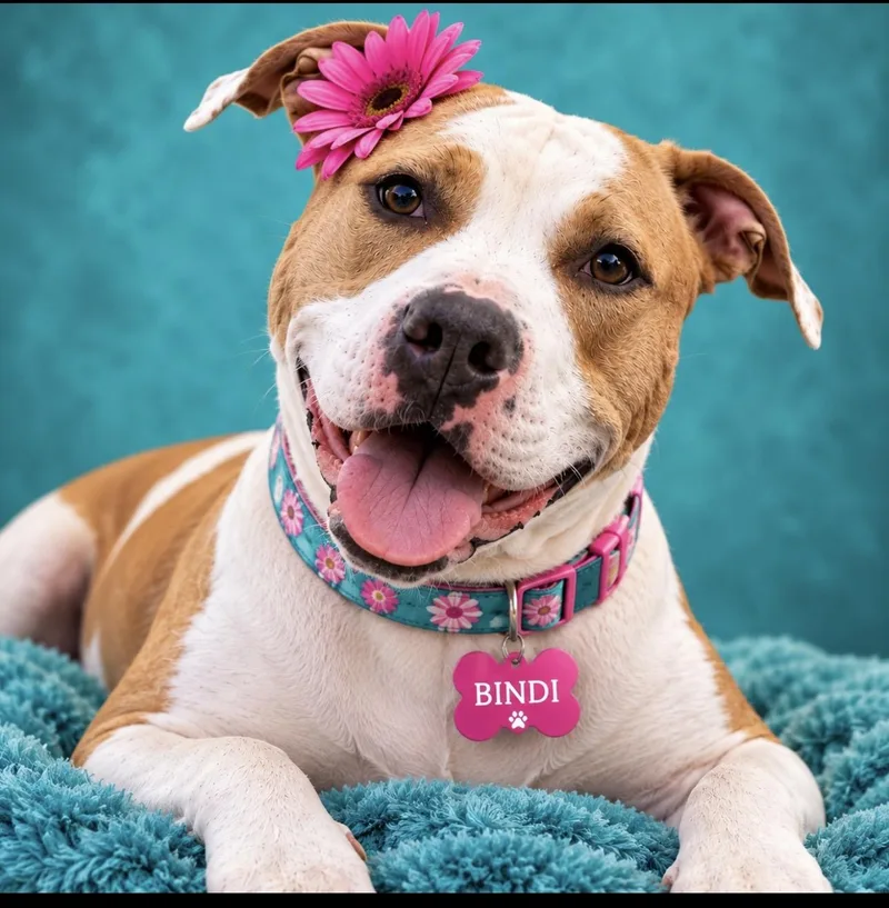 An adult large-sized female Brown / Chocolate American Staffordshire Terrier dog named Bindi for adoption in CUMMING, GA