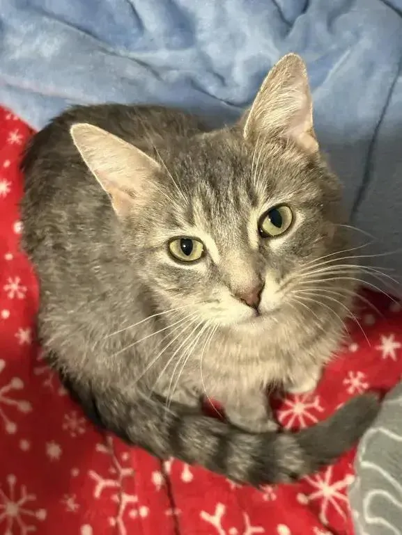 A young medium-sized female Domestic Short Hair cat named Demeter for adoption in Grand Rapids, MI