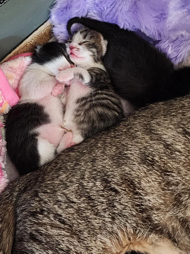 A baby medium-sized female Calico cat named Babies for adoption in Clifton, NJ