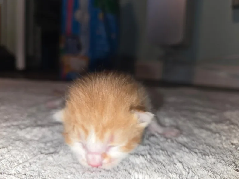 Babies thumbnail 2
