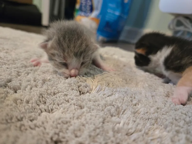 Babies thumbnail 3