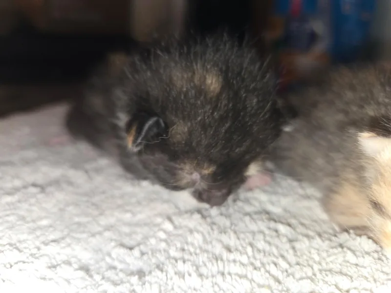 Babies thumbnail 4