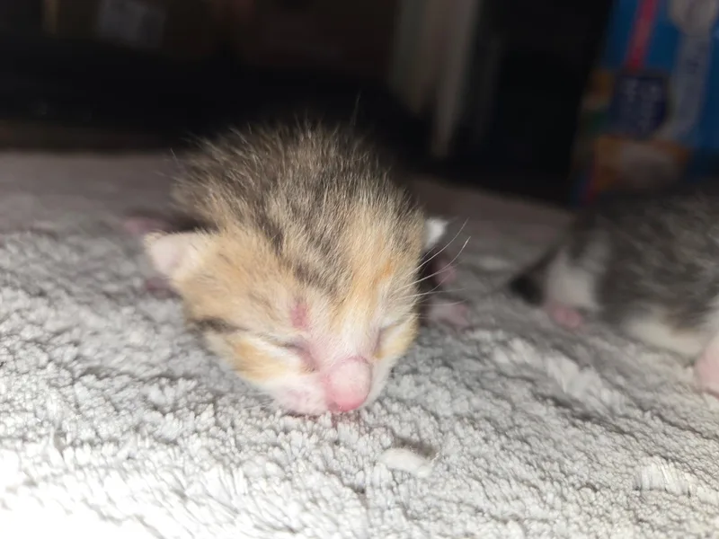 Babies thumbnail 5