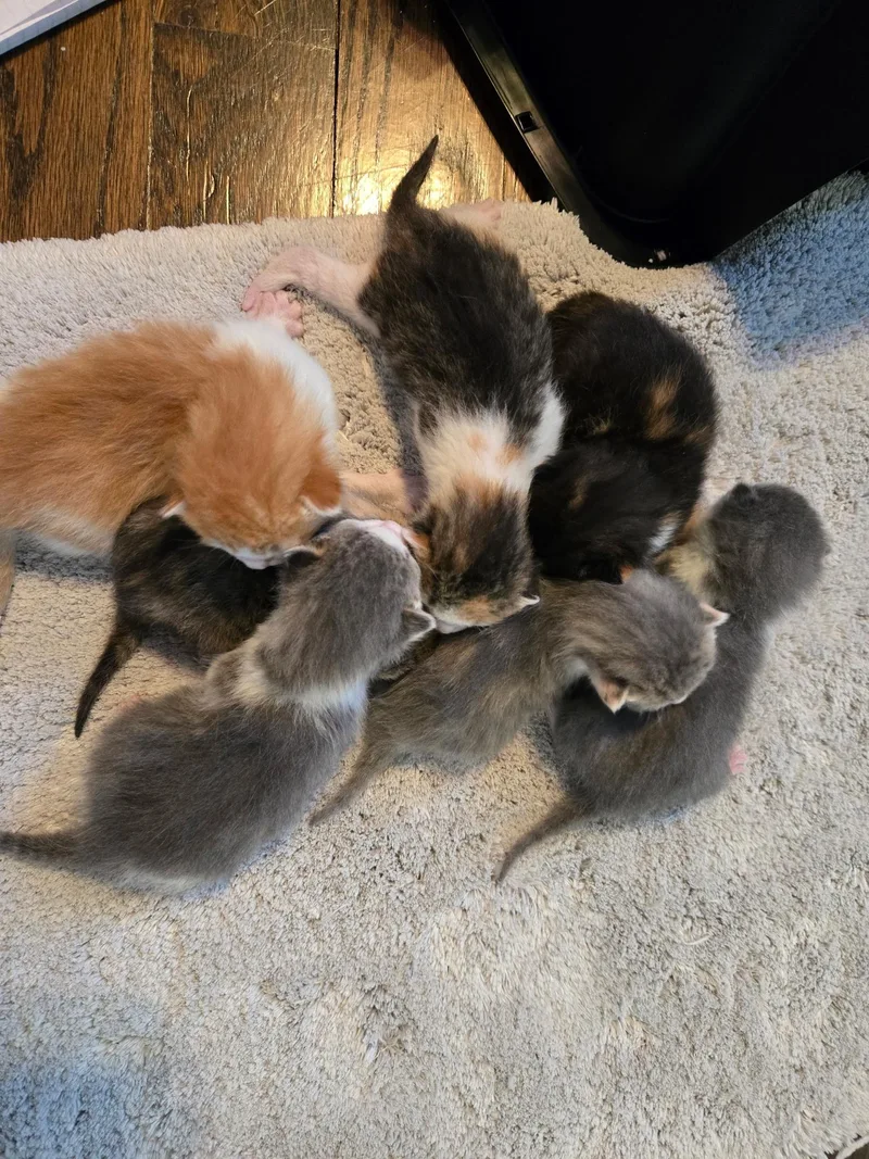 Babies thumbnail 6