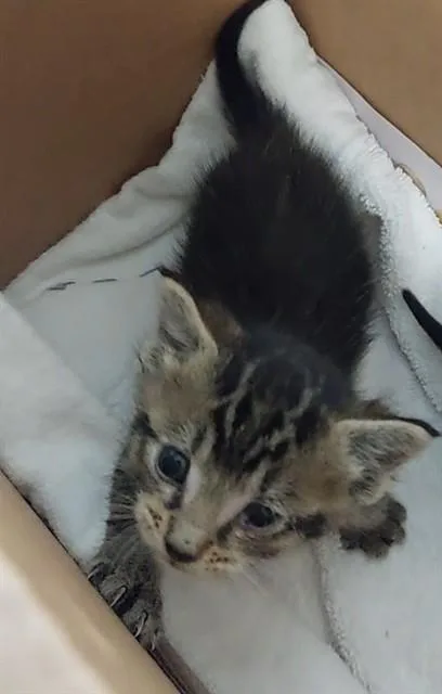 A baby small-sized male Domestic Short Hair cat named Long Whiskers for adoption in Fort Lauderdale, FL