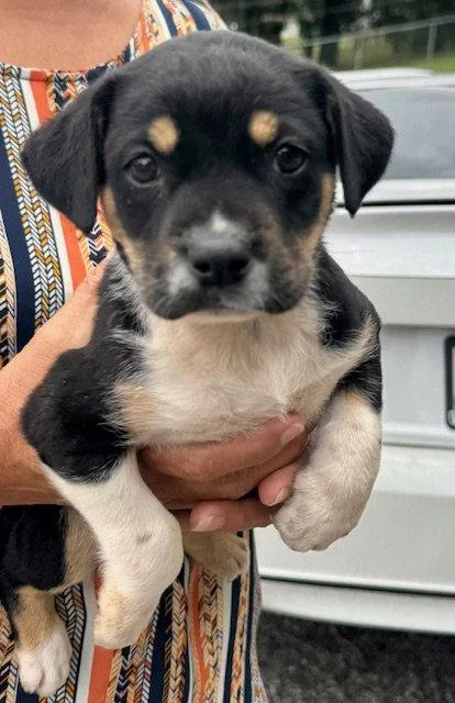 A baby medium-sized female Labrador Retriever dog named Harriet for adoption in Lake Hopatcong, NJ