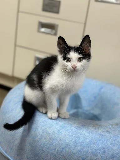 A young medium-sized male Black Domestic Short Hair cat named Peanut for adoption in Marshall, TX