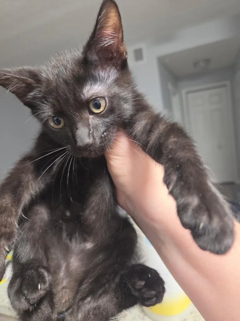 A baby small-sized male Domestic Short Hair cat named Pizan for adoption in Tampa, FL