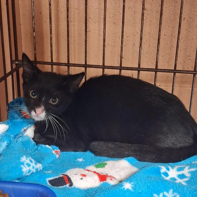 A baby medium-sized female Domestic Short Hair cat named Fiona for adoption in Gautier, MS