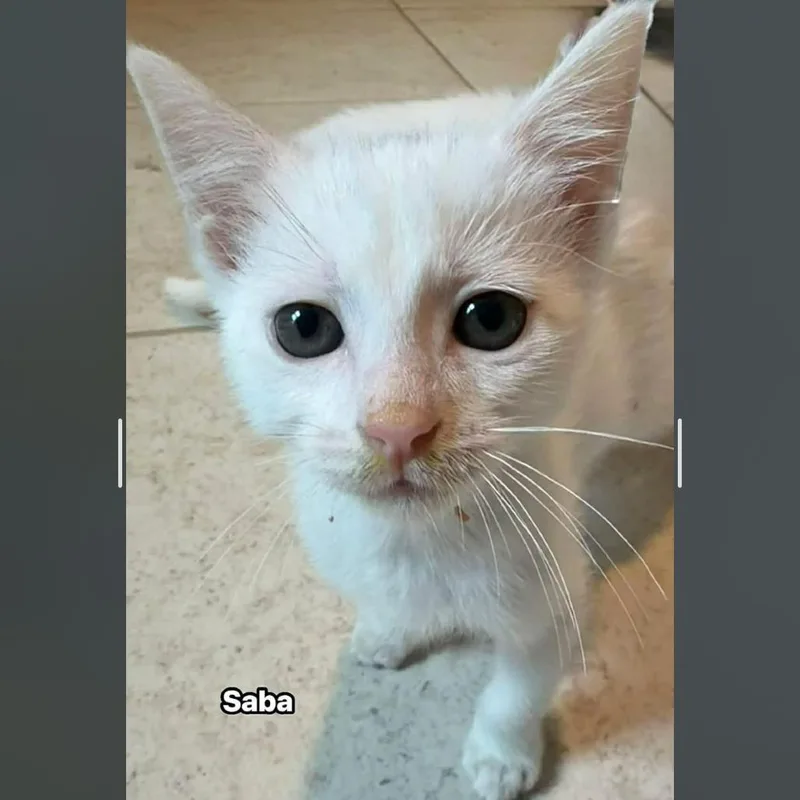 A baby small-sized male White Domestic Short Hair cat named Saba for adoption in North Port, FL