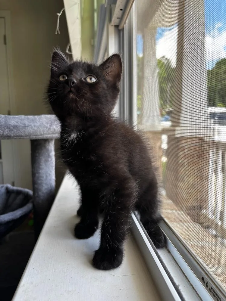 A baby small-sized male Black & White / Tuxedo Domestic Short Hair cat named Vane for adoption in Mooresville, NC