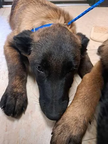 A baby medium-sized female Belgian Shepherd / Malinois dog named Atropos for adoption in Burlington, WA