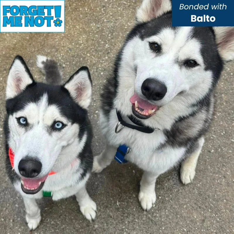An adult large-sized female White / Cream Siberian Husky dog named Tuna Luna for adoption in Baltimore, MD
